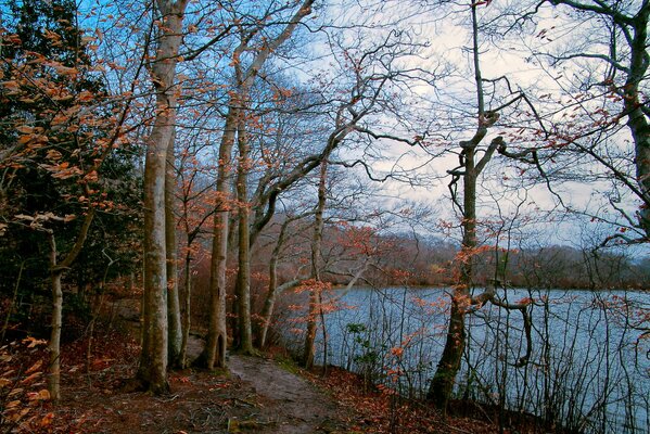 Herbstlicher Waldweg zum See