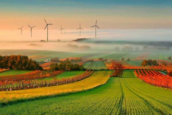 Paysage d automne-vignobles dans le brouillard