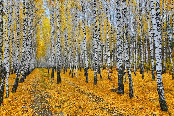 Pintoresco bosque de abedul de otoño