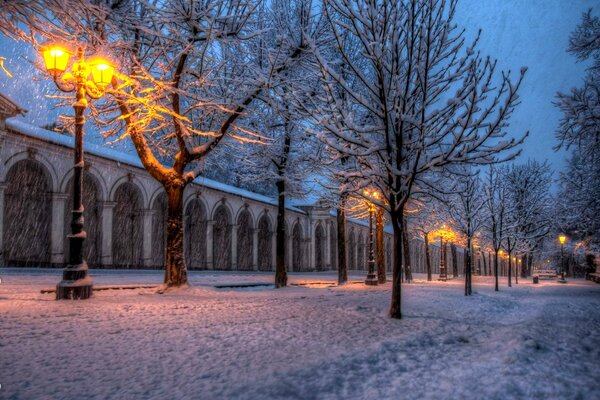 Arbres enneigés dans la soirée d hiver