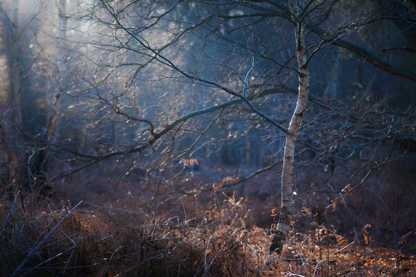 Eine einsame Birke im Herbstwald