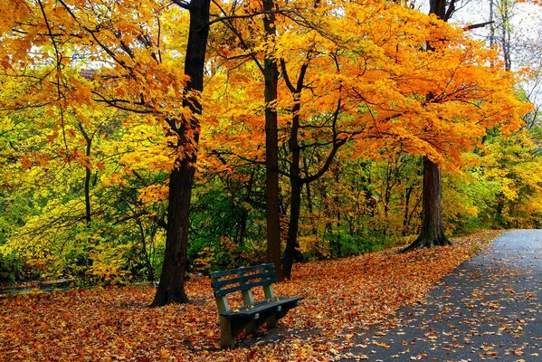 Banc dans le parc d automne