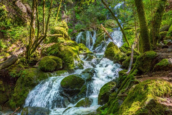 Ein Waldbach läuft im Wald stromabwärts