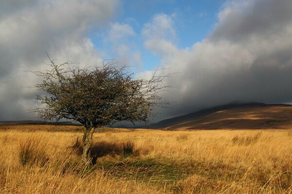 A tree in the savannah against the background of clouds