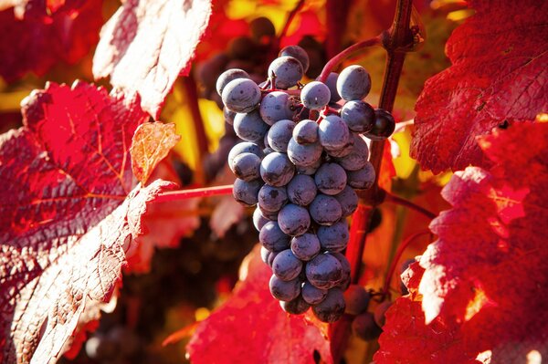 Grappe de raisin sur une branche au soleil