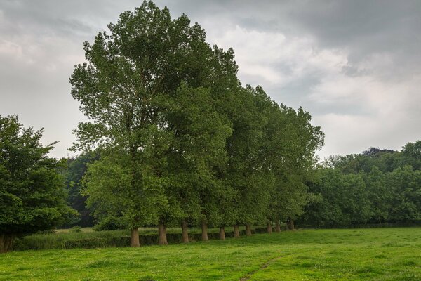 A smooth row of trees with green foliage in the forest