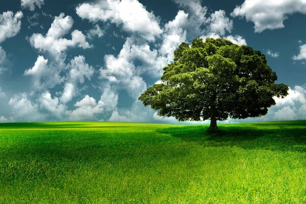 Зеленая трава с одним деревом и облаками