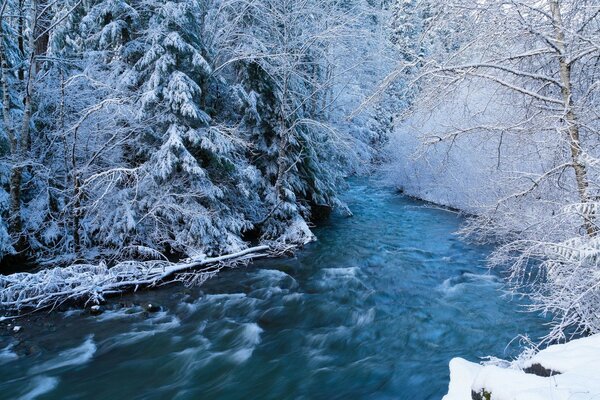 Flusso del fiume freddo foresta invernale