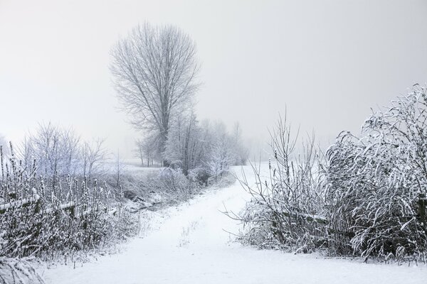 Paisaje de invierno . árboles en escarcha