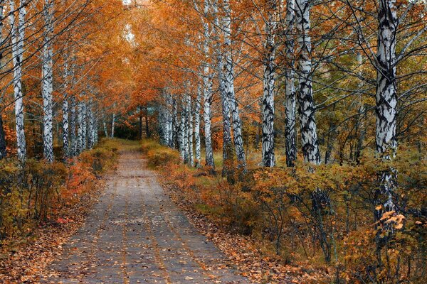 Camino a través del parque de otoño