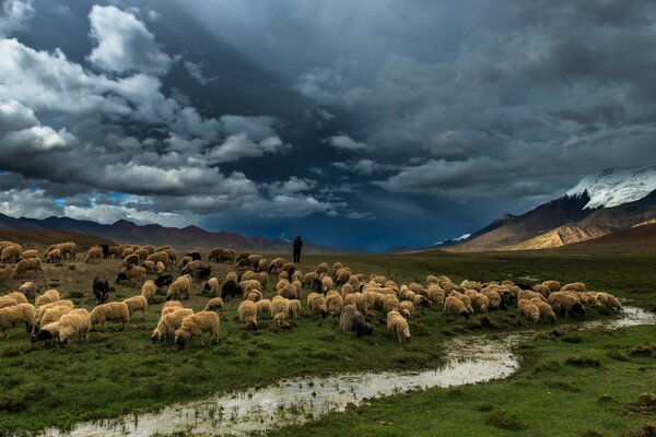 Flock of sheep on the background of a stormy sky