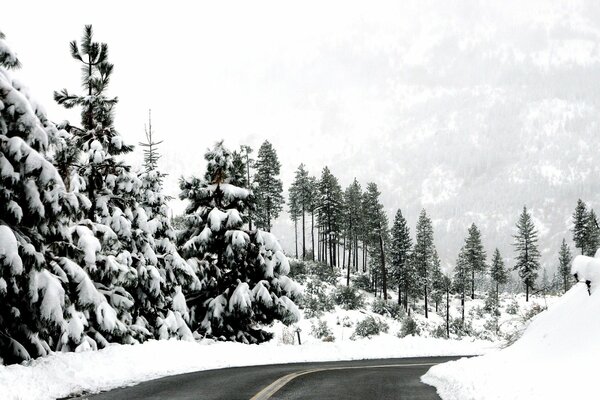 Winter road in the mountain forest