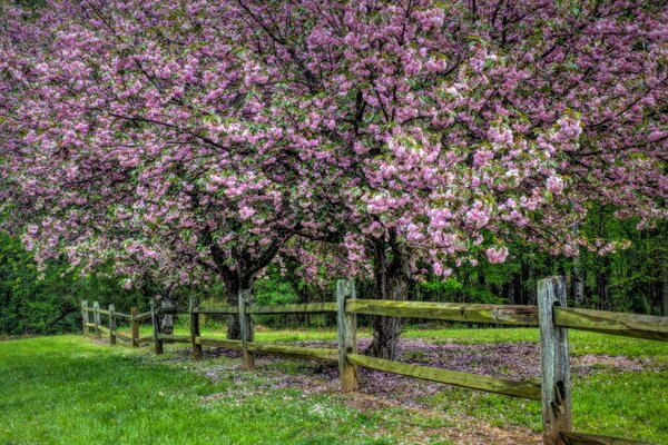 Spring tree covered with pink flowers at the hedge