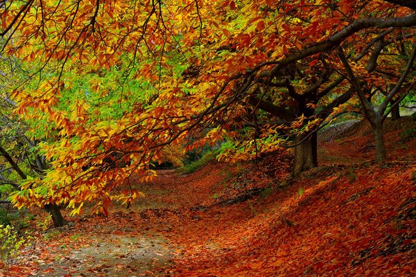 Foglie autunnali colorate nel parco