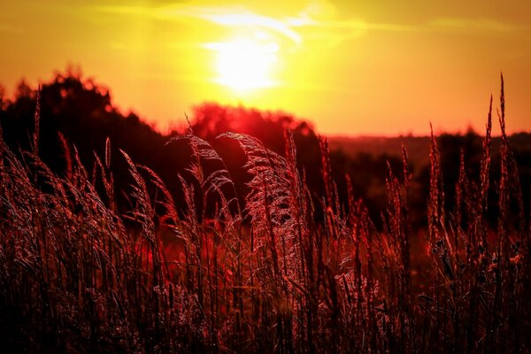 Ein Feld mit hohem Gras, das von der niedrigen Sonne beleuchtet wird