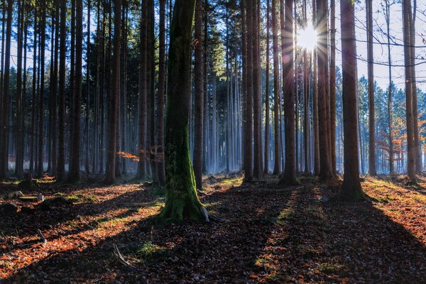 Foresta d autunno in una giornata di sole