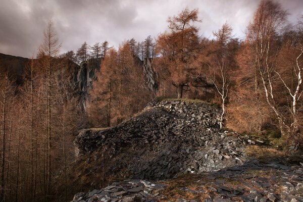 Grauer Felsen vor dem Hintergrund des Herbstwaldes