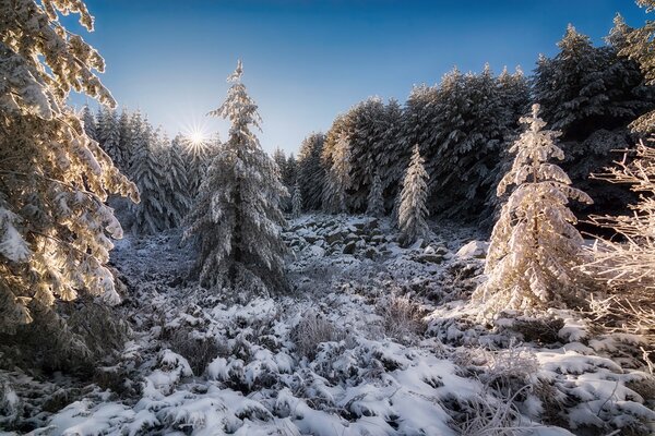 Foresta invernale. Natura. albero di Natale