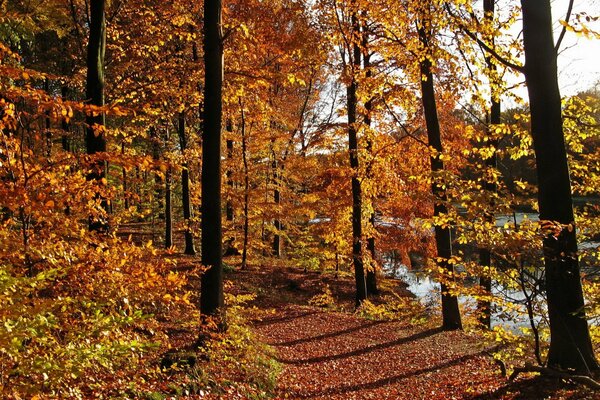 Sentier parsemé de feuilles rouges et jaunes