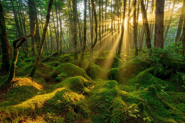 Sonniger Morgen im Frühling im Wald