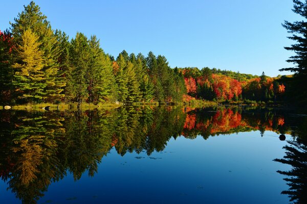 Foresta vicino al lago alberi d autunno