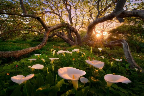 Blumenwiese in der Sonne