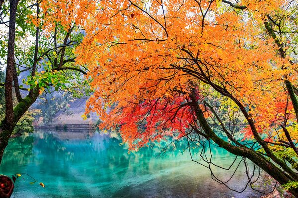 Herbstbaum im China Park