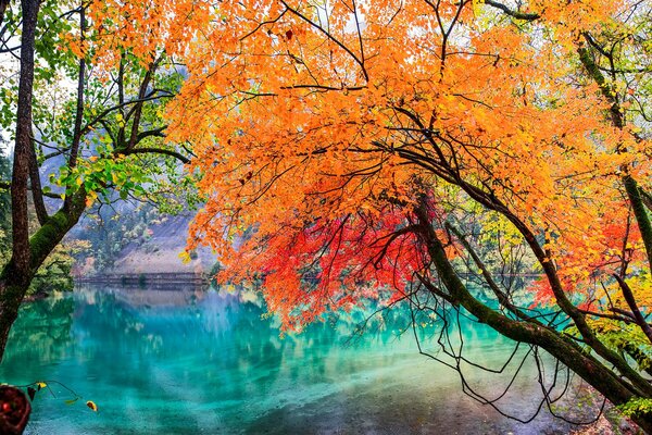 Albero di autunno nel Parco Della Cina