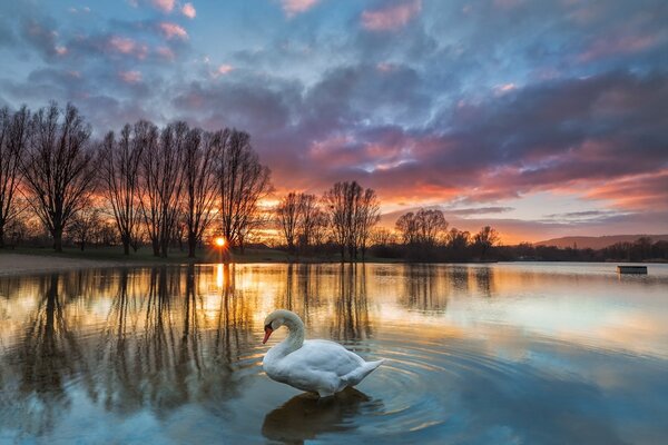 Cygne gracieux dans le lac du coucher du soleil