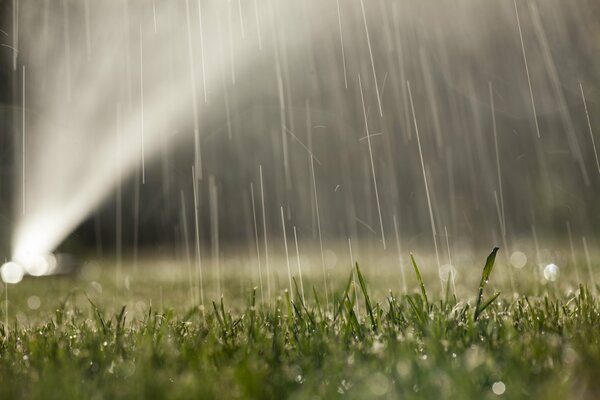 A green lawn wet from watering