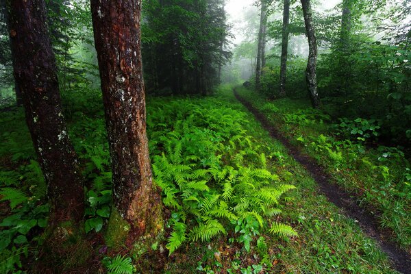 Thickets of ferns near the forest path