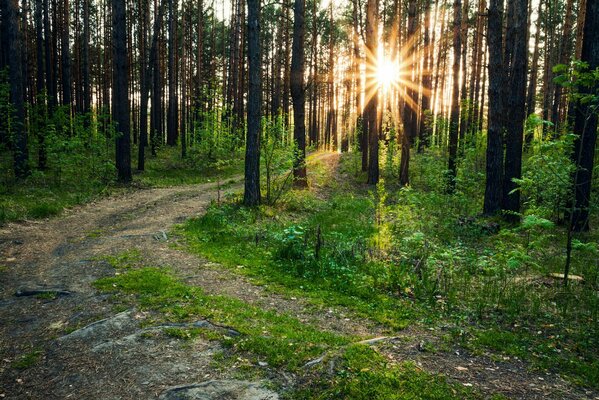 Promienie słońca przez drzewa leśne