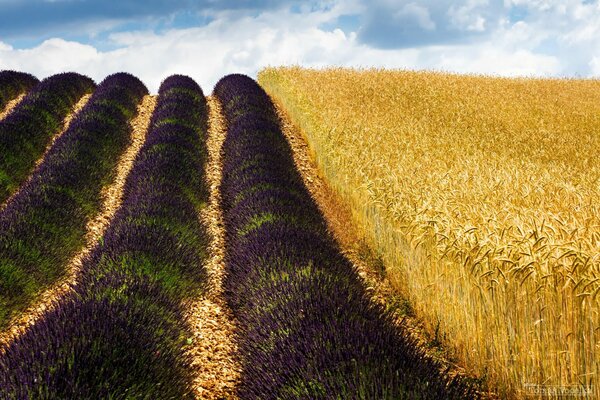 Francia, campo di lavanda e grano