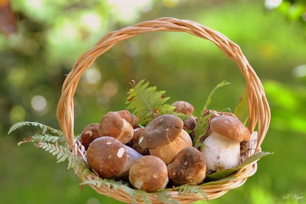 Funghi in un cesto di felce