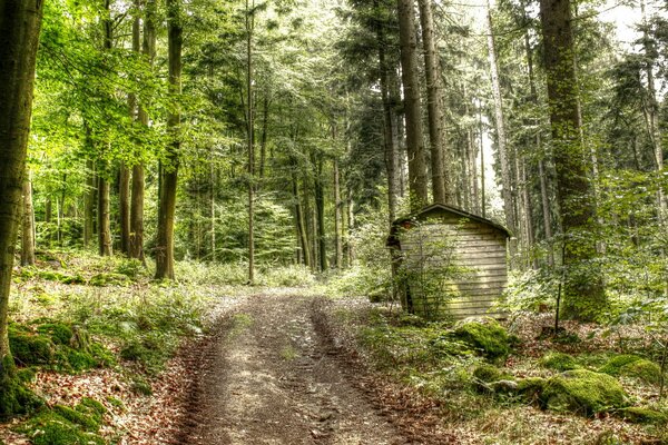 Camino trillado en la naturaleza pintoresca