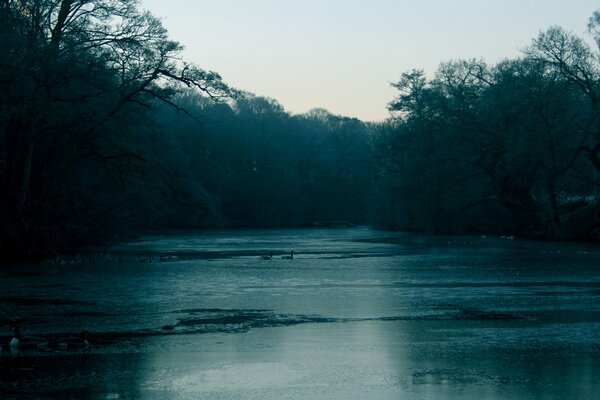 Evening fog over the surface of the water among the trees