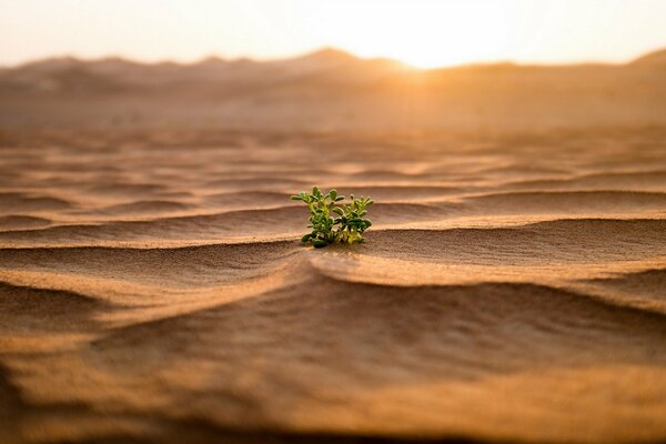Einsame Pflanze im Sand, Dämmerung