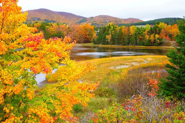 Schöne Herbstlandschaft mit gelben Bäumen