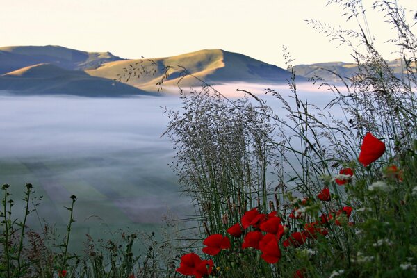 Misty mountain view. Poppies