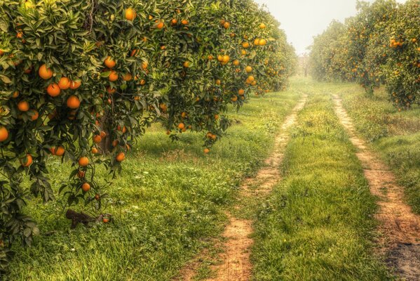 Aranceto strada alberi