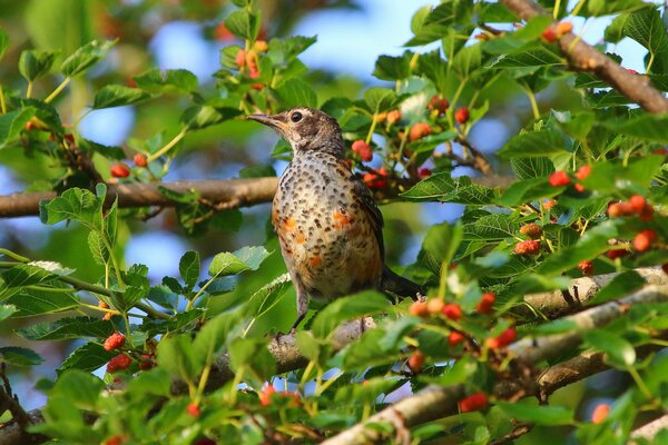 Uccello seduto su un ramo di un albero