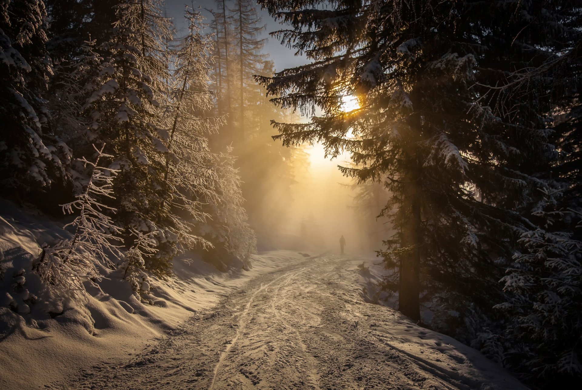 forest snow road sun