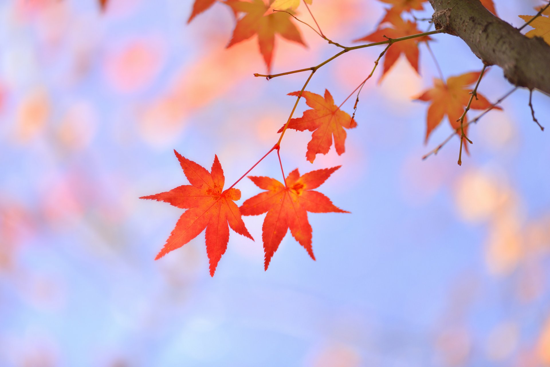 albero ramo foglie rosso acero giapponese