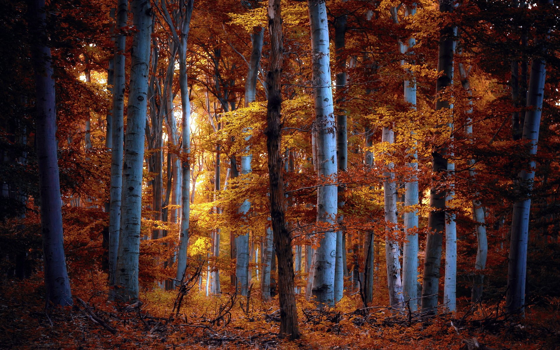 foresta autunno natura