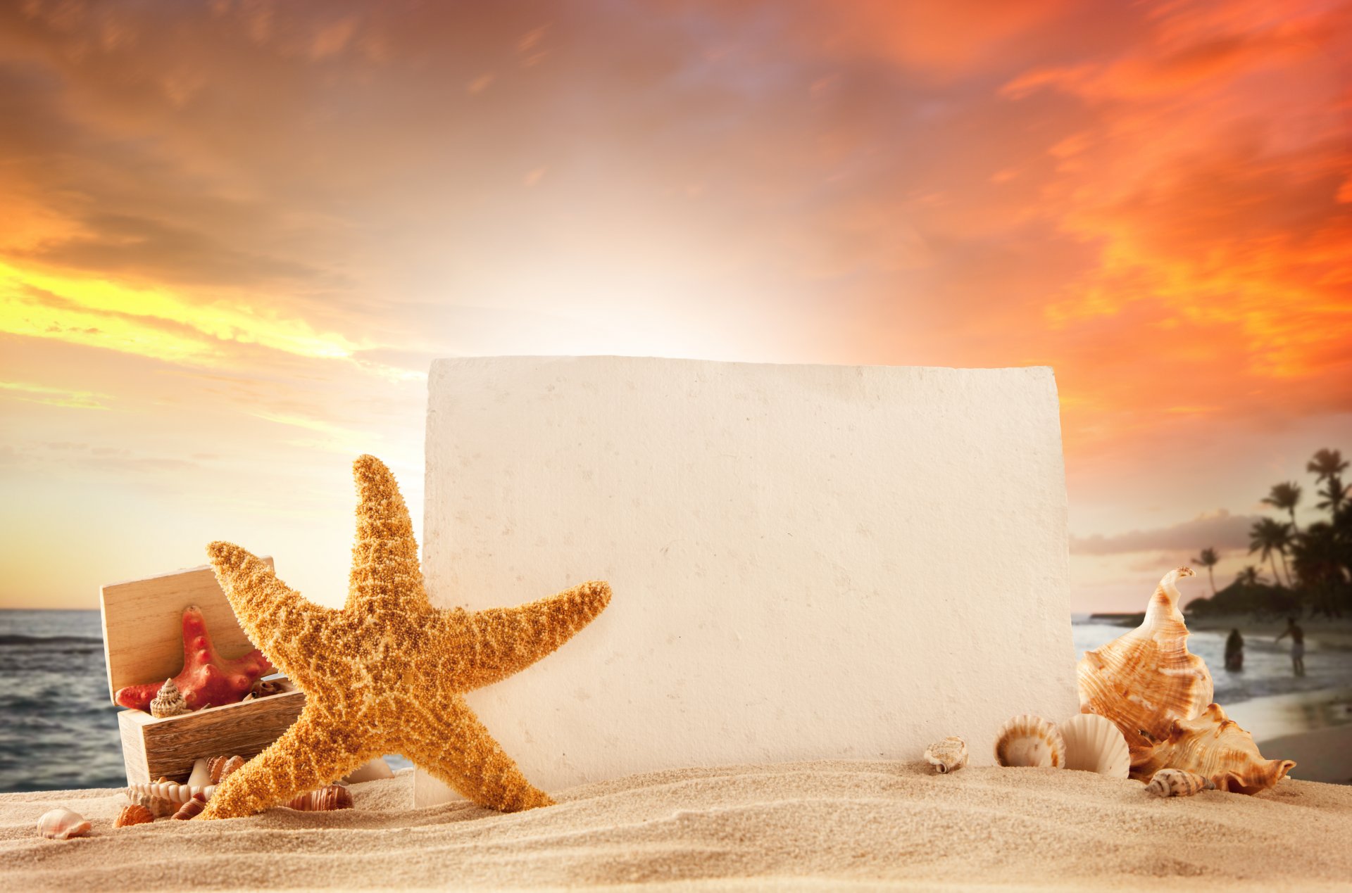 ummer vacation beach tropical seashells starfish sand sea sports sun