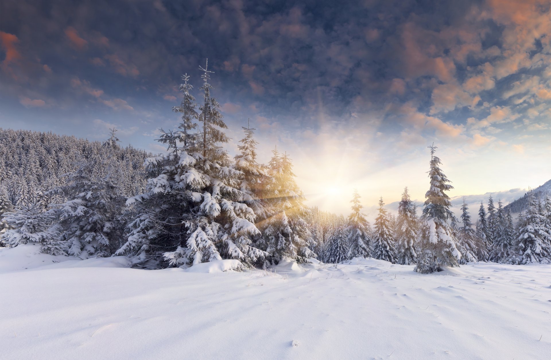 forest snow winter sun dawn