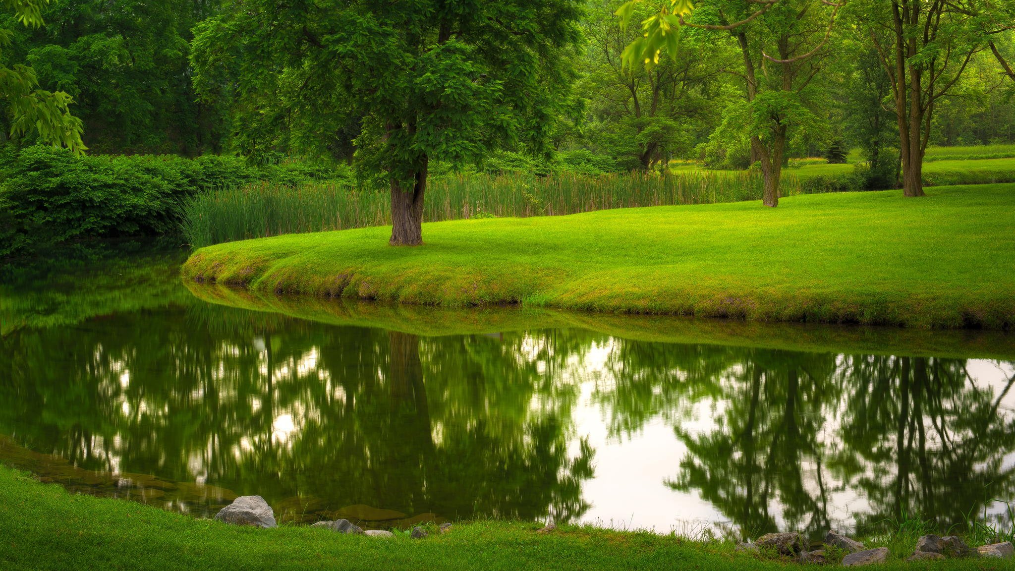 natura fiume parco prato erba alberi estate