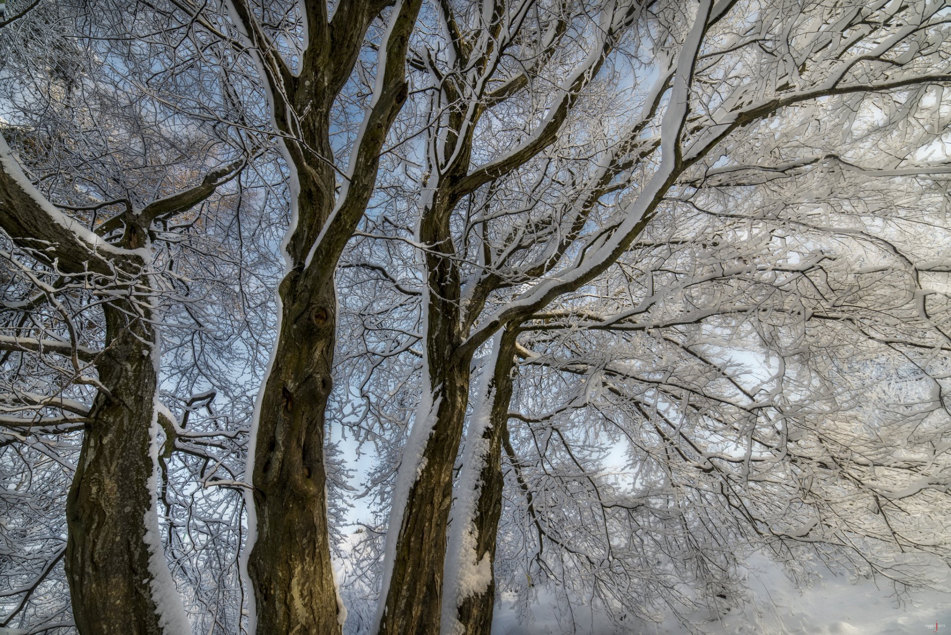 inverno alberi rami neve