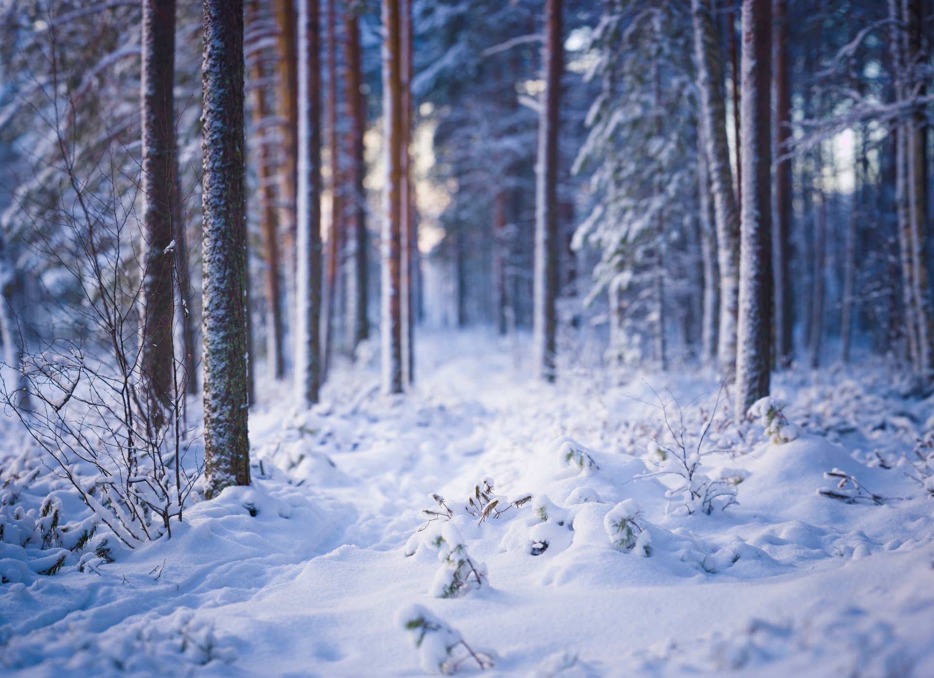 foresta inverno alberi neve