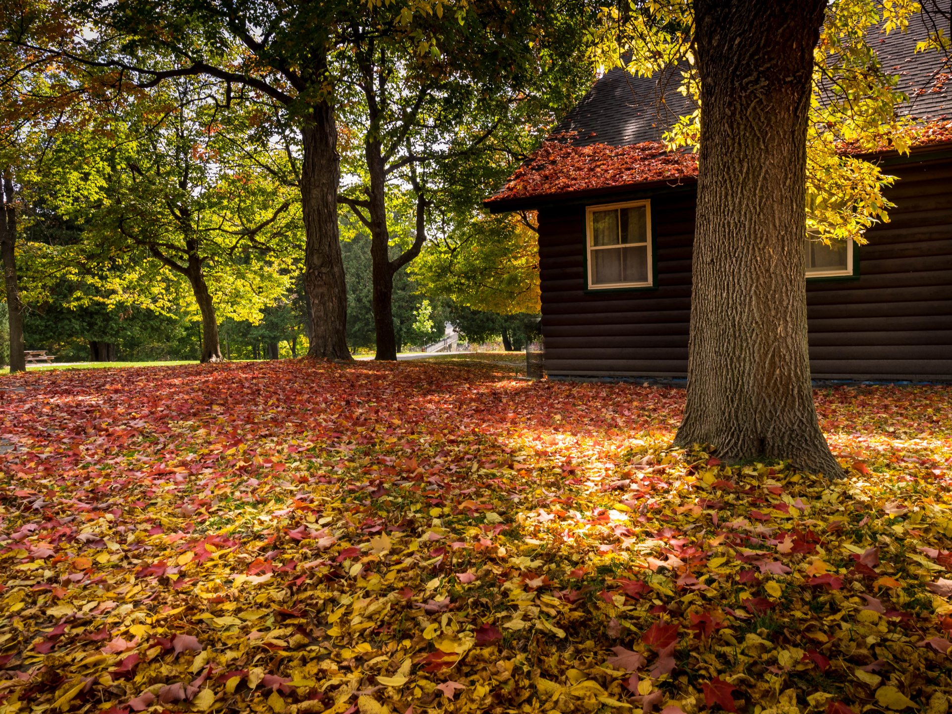 natur haus stand wald park bäume blätter bunt herbst herbst farben zu fuß straße